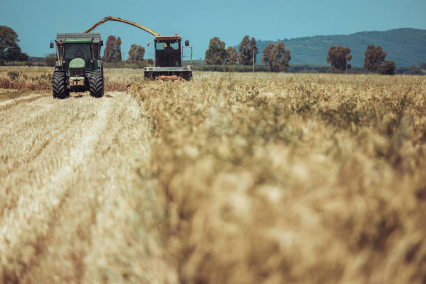 Agricultural activity in Italy: Mixed wheat and grain field threshing