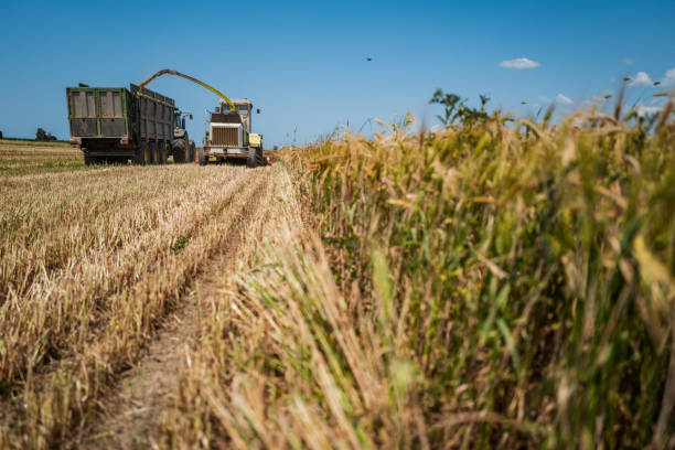 istock Agricultural activity in Italy: tractor gathering hay 1498874655