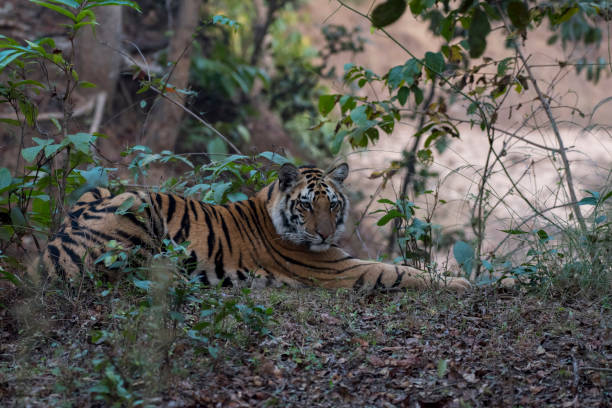 istock Close up of a Royal Bengal tiger 1498876266