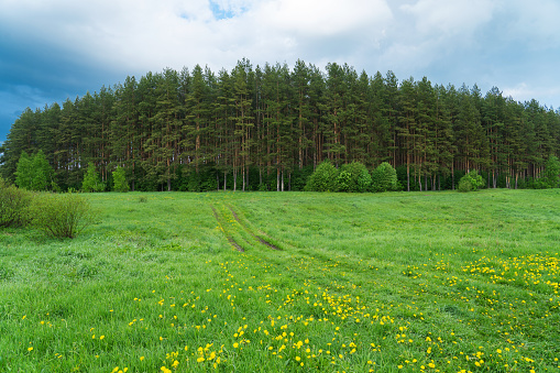 old pine forest on the high sandy bank of the river, coniferous trees