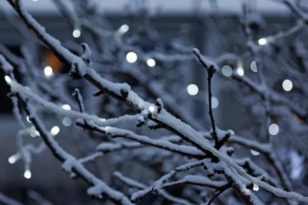 winter tree with small light loop and bokeh background