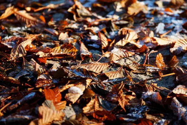 lots of autumn leaves and ice lie on the ground