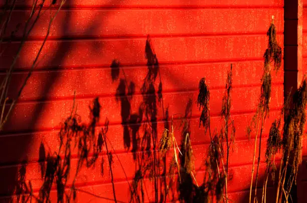 intense red wooden wall with shadows of dead plants