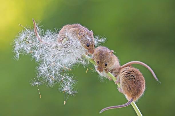 istock 3 field mice lined on dandelion with seeds blowing over them. Smooth green and yellow background. 1498878343