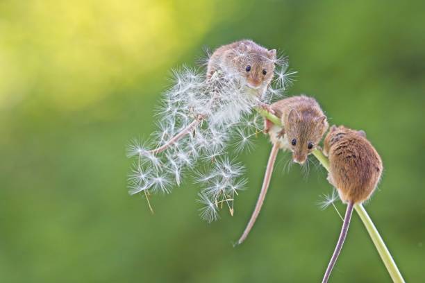istock 3 field mice lined on dandelion with seeds blowing over them. Smooth green and yellow background. 1498878344