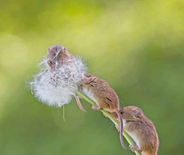istock 3 field mice lined on dandelion with seeds blowing over them. Smooth green and yellow background. 1498878346