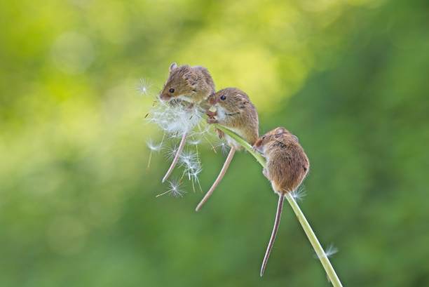 istock 3 field mice lined on dandelion with seeds blowing over them. Smooth green and yellow background. 1498878385