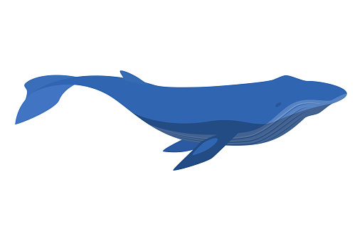 Illustration of a blue whale.