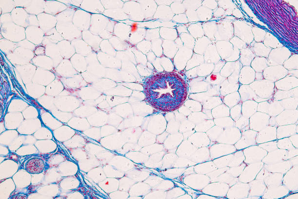 istock Tissue of Vein, Artery and Aorta Human under the microscope in Lab. 1498879683