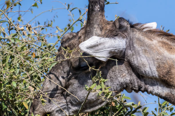 close-up of a giraffe head - length south high up climate imagens e fotografias de stock