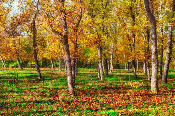 nogales en otoño - walnut tree walnut nut branch fotografías e imágenes de stock