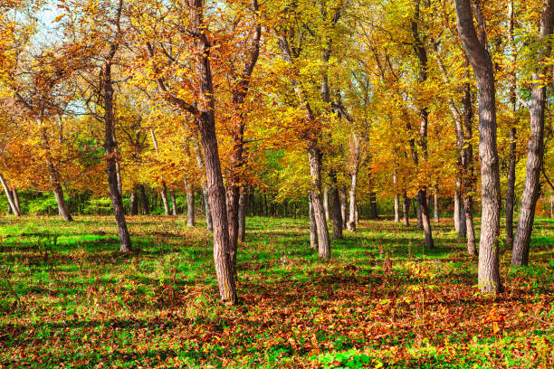 walnut trees in the autumn Walnut trees garden in the autumn walnut grove stock pictures, royalty-free photos & images