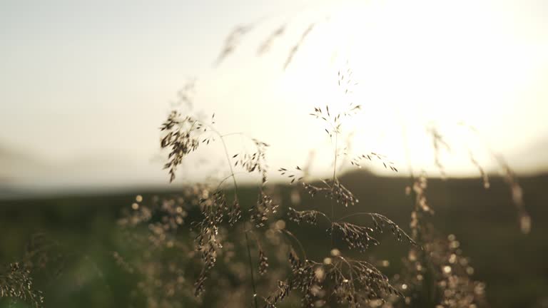 Close up of blooming grass in sunset conditions