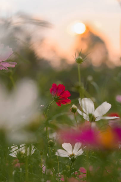 istock Red cosmos flower in the garden with sunset time 1498882899