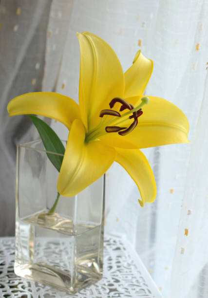 yellow lily flower in the room.
