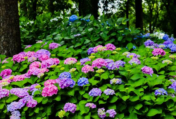 ortensia che fiorisce nel giardino - hydrangea gardening blue ornamental garden foto e immagini stock