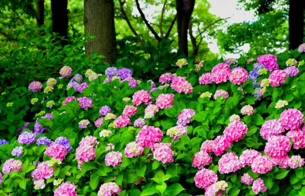 hortensias en fleurs dans le jardin - hydrangea gardening blue ornamental garden photos et images de collection