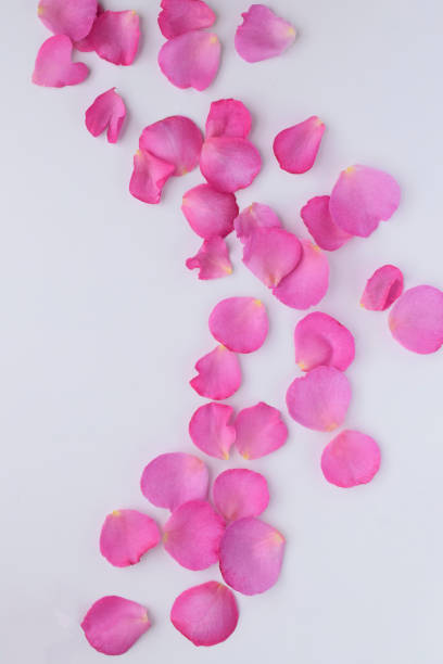 istock pink rose petals on white background 1498883730