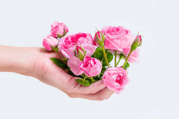 istock Delicate Rose Blossoms in Hand Isolated 1498884860
