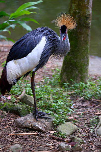 istock Black crowned crane head with golden crown at zoo 1498885338