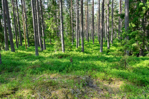 istock pine forest with lots of blueberry bushes 1498885395