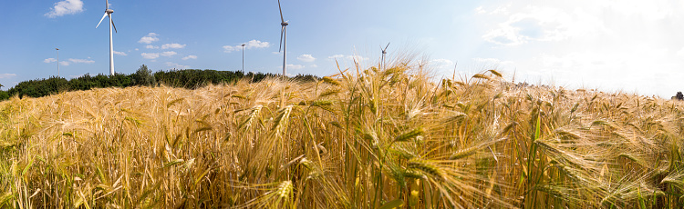 Panoramic close up of golden wheat field against blue sky with sunburst backlighting.