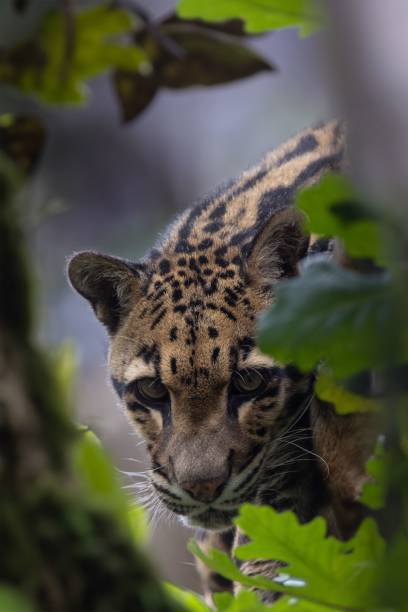 istock Spotted leopard nestled in a bed of leaves 1498890381