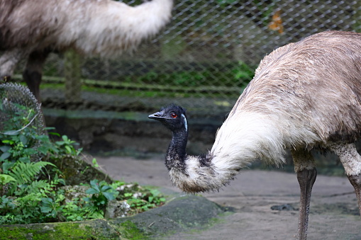 portrait of an Emu (Dromaius novaehollandiae) at zoo in Taipei Taiwan