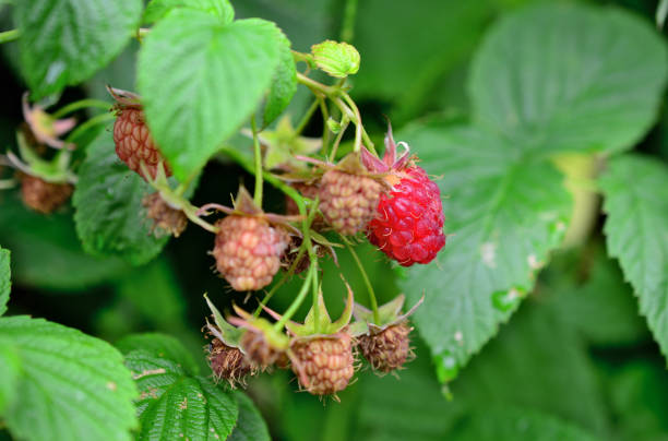 istock riping raspberry on the bush with green leaves, copy space 1498890818