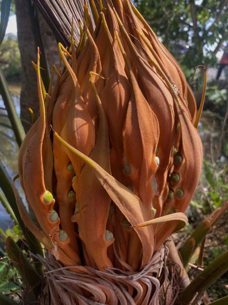 istock Nypa fruticans, commonly known as the nipa palm 1498890923
