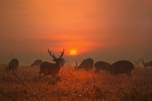 Family Sunset Deer at Thung Kramang Chaiyaphum Province, Thailand