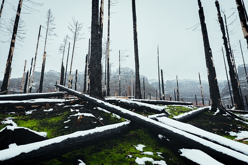 A scene of devastation in a snowy forest with charred trees after a fire in Bohemian Switzerland National Park
