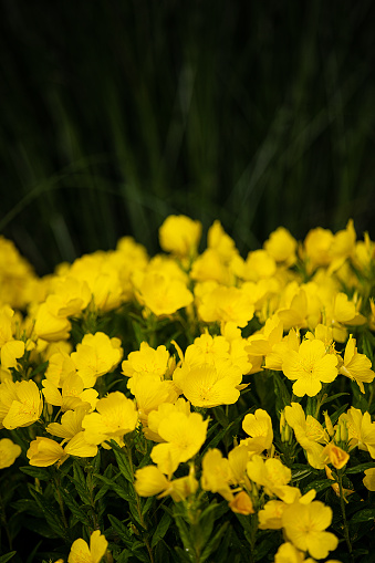 Eine einzelne gelbe Blüte einer Chrysantheme im Fokus.