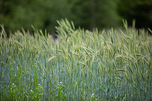 Wheat on a summer day