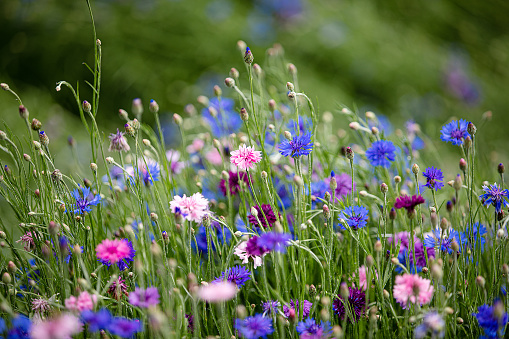 cornflower