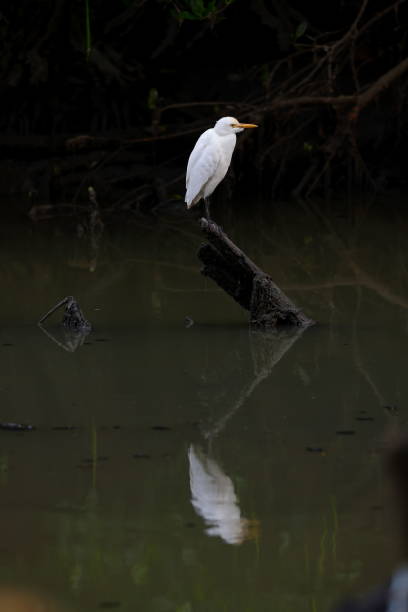 istock Little Egret (Egretta garzetta) at the field 1498892891