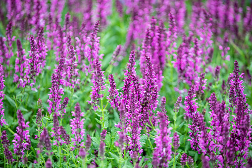 Purple heather flowers isolated on white background