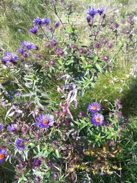 istock European michaelmas daisy at Markham 1498895093