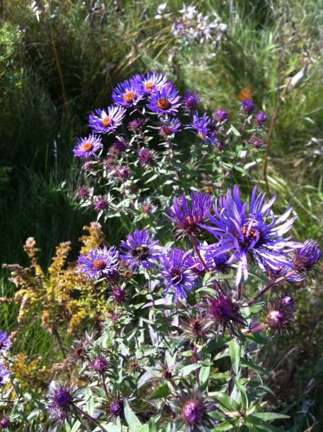 istock European michaelmas daisy at Markham 1498895094