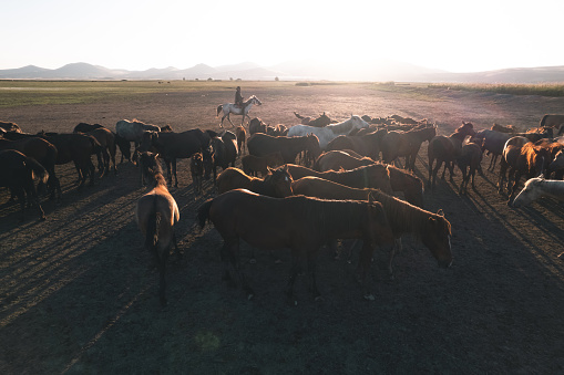 Cowboy is herdng wild horses during sunset with copy soace.