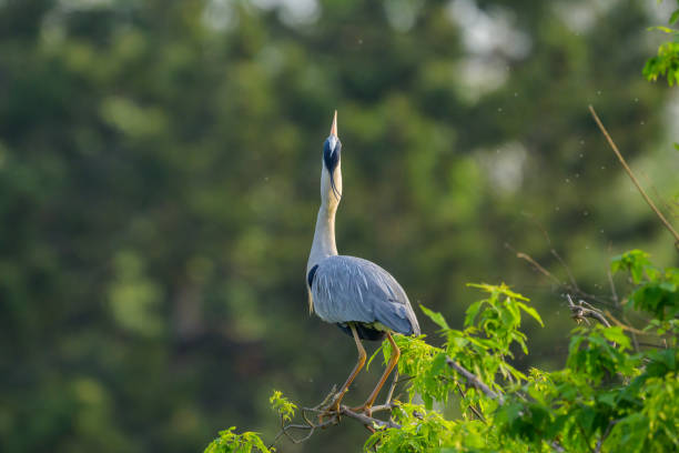 istock A Grey Heron standing on a tree on a sunny morning 1498896240