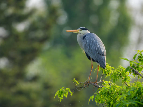 istock A Grey Heron standing on a tree on a sunny morning 1498896245