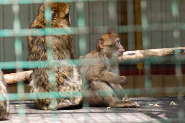 istock Macaque monkeys behind metal fence in zoo 1498896283