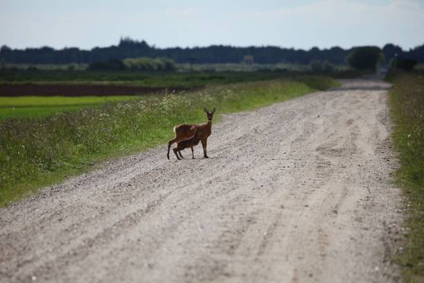 istock Majestic white-tailed deer with its fawn cautiously treads along a rural roadside 1498896334