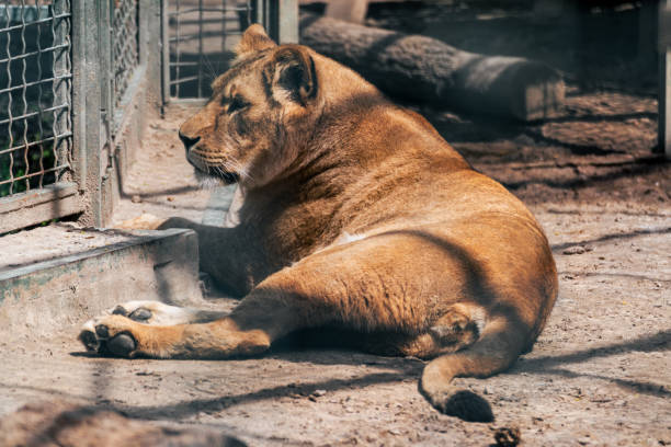 istock Lion female, lionesses resting, close-up in cage 1498896426