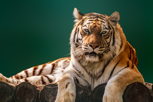 Siberian or Amur tiger with black stripes lying down on wooden deck. Looking forward close-up view with green blurred background. Wild animals watching, big cat