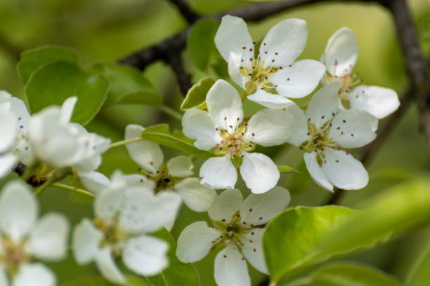 istock Pear tree spring white flowers bloom in garden 1498897328