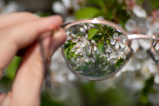 istock Looking in myopia glasses on blossom in focus 1498897526