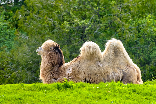 Bactrian camel ,Mongolian camel, domestic Bactrian camel,steppe, Central Asia