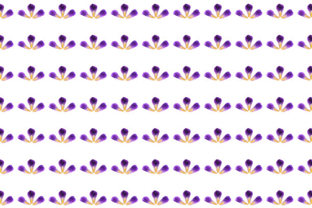 pattern of Iris petals, plant, isolated on white